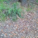 どんぐりの季節